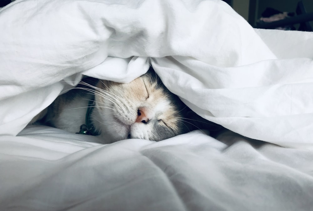 The Science of Sleep: Optimizing Your Rest
